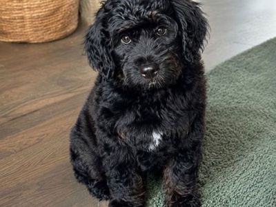 Beautiful Old English Mini Bernedoodles
