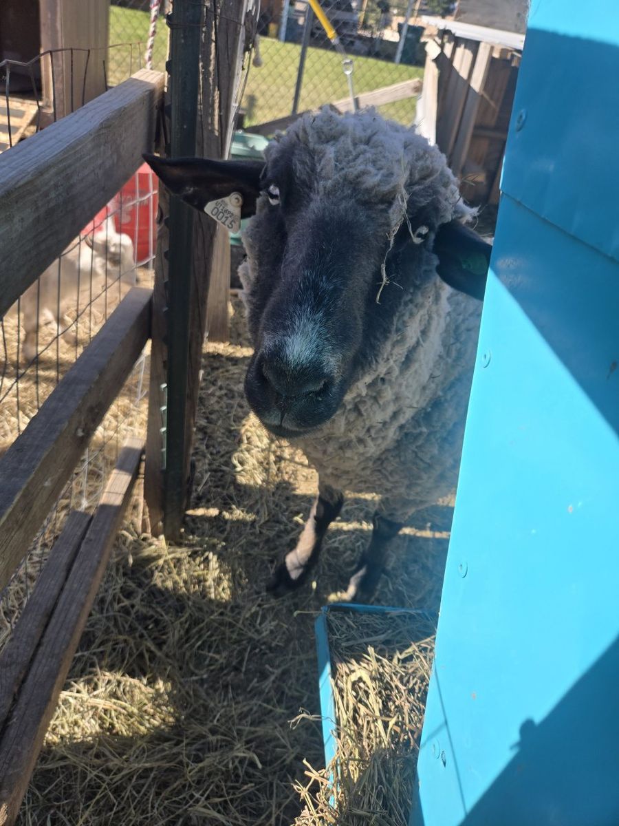 Breeding Sheep