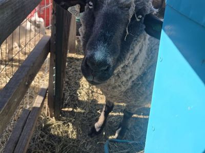 Breeding Sheep