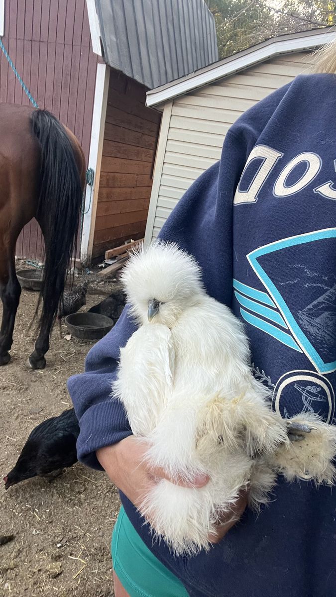 Silkie rooster