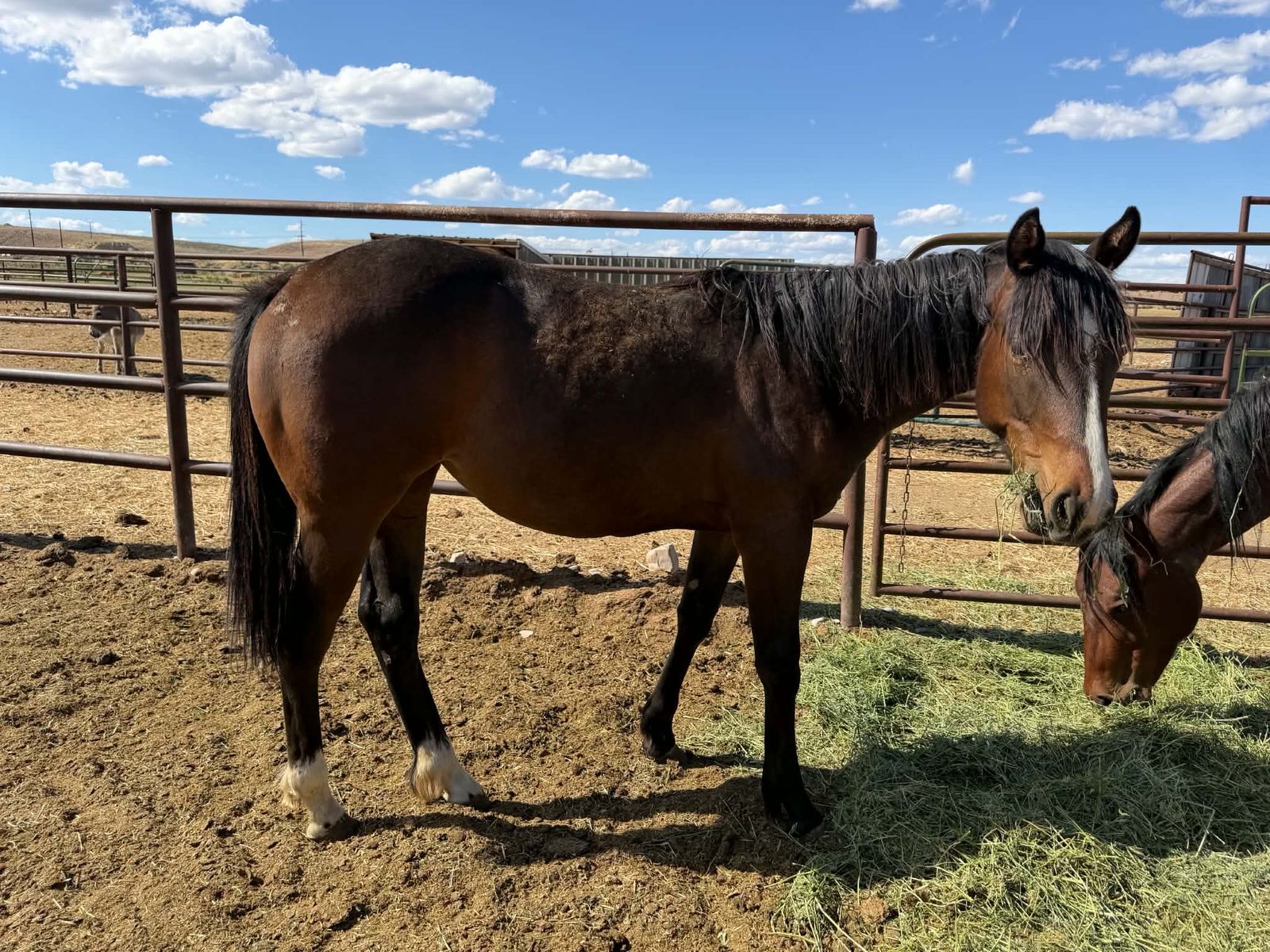 Aqha mare