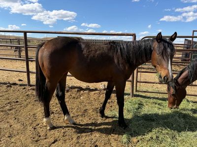 Aqha mare