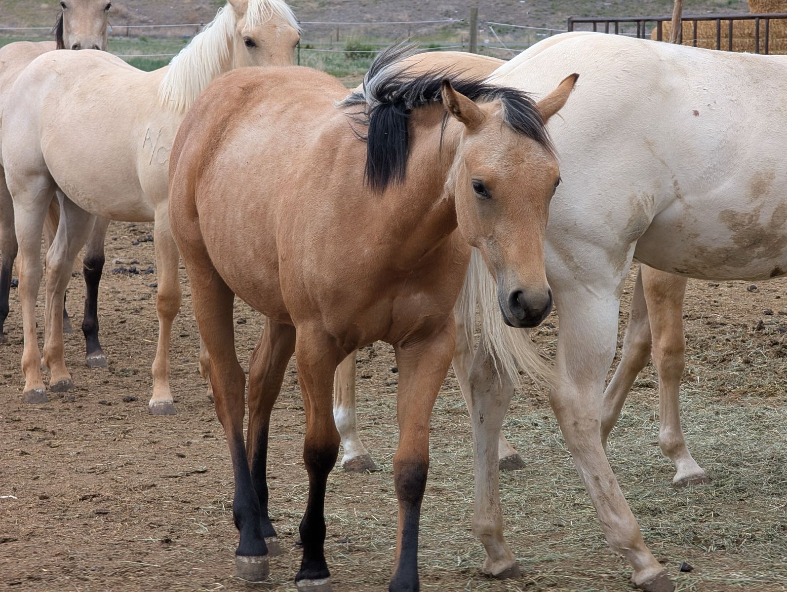 Yearling Buckskin roan AQHA filly