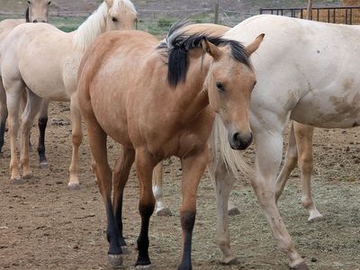 Yearling Buckskin roan AQHA filly