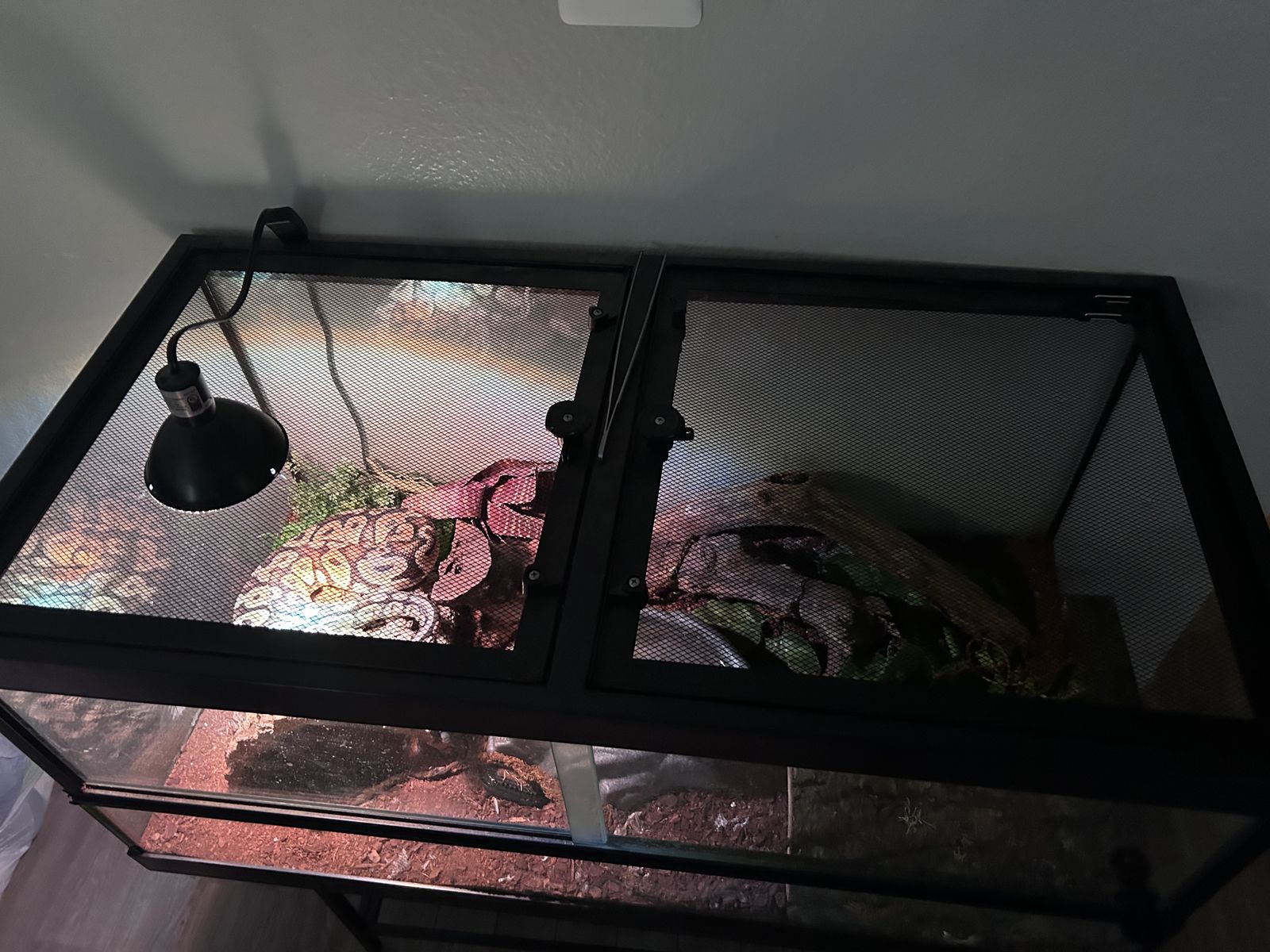 Pastel Ball Python/ Full Cage Setup