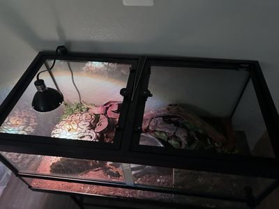 Pastel Ball Python/ Full Cage Setup