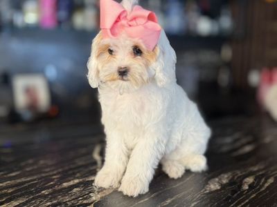Sweetest Trained Cavapoo GIrls