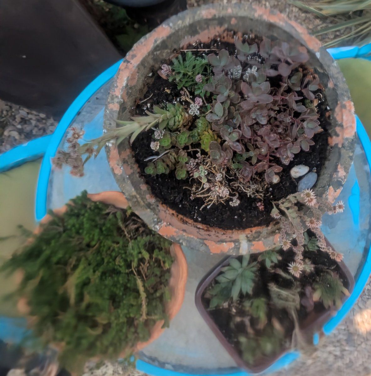 potted succulents