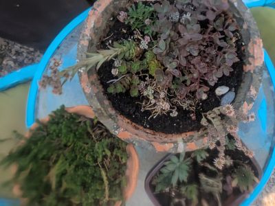 potted succulents