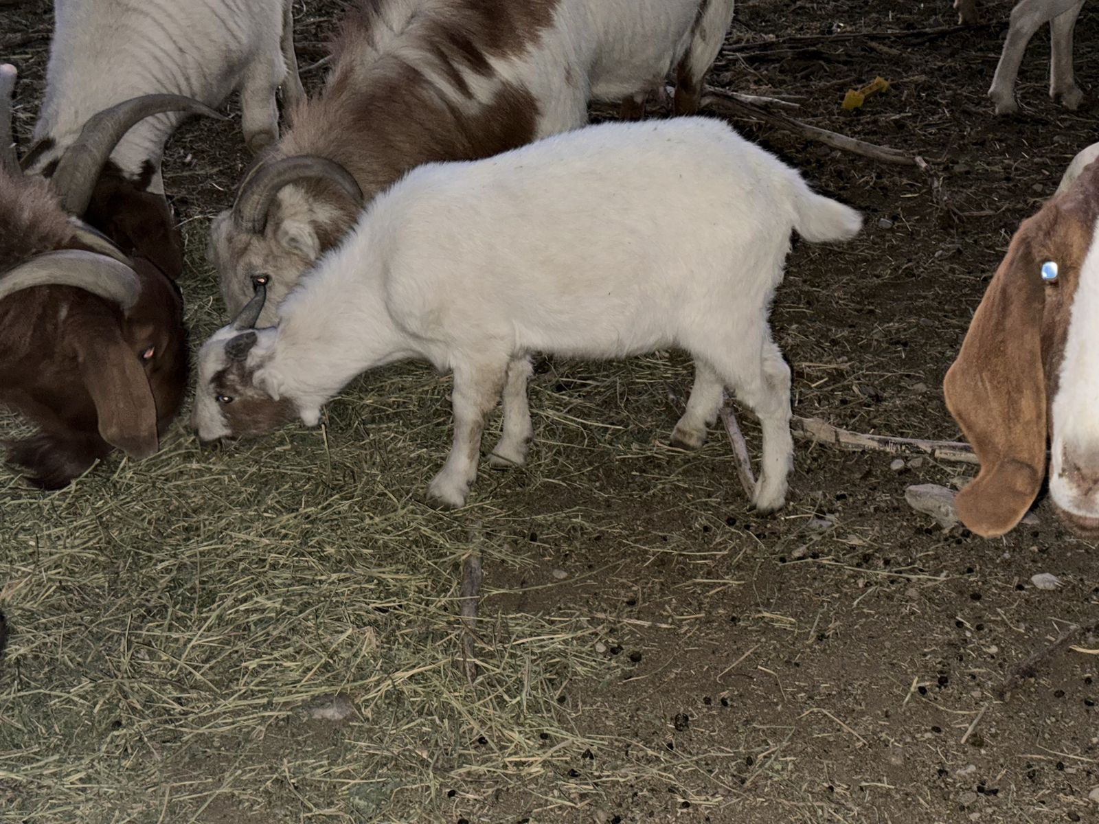 1--4 Month Old Lamancha Buck