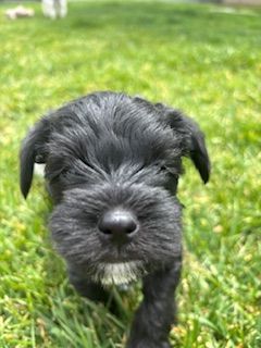 Miniature schnauzers puppies