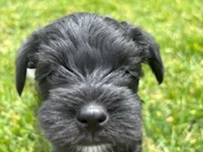 Miniature schnauzers puppies