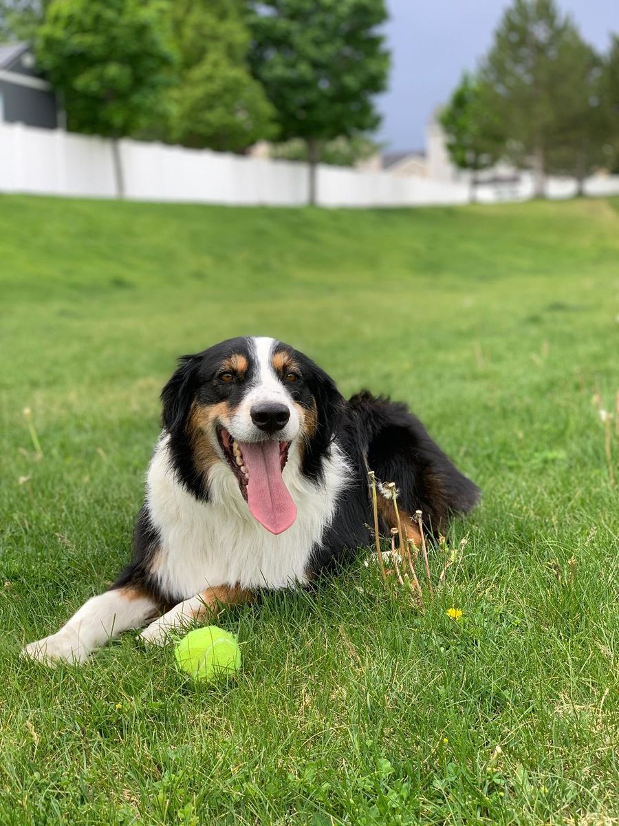 7-Year-Old Australian Shepherd – Loyal, Active, and Ready for His Next Adventure