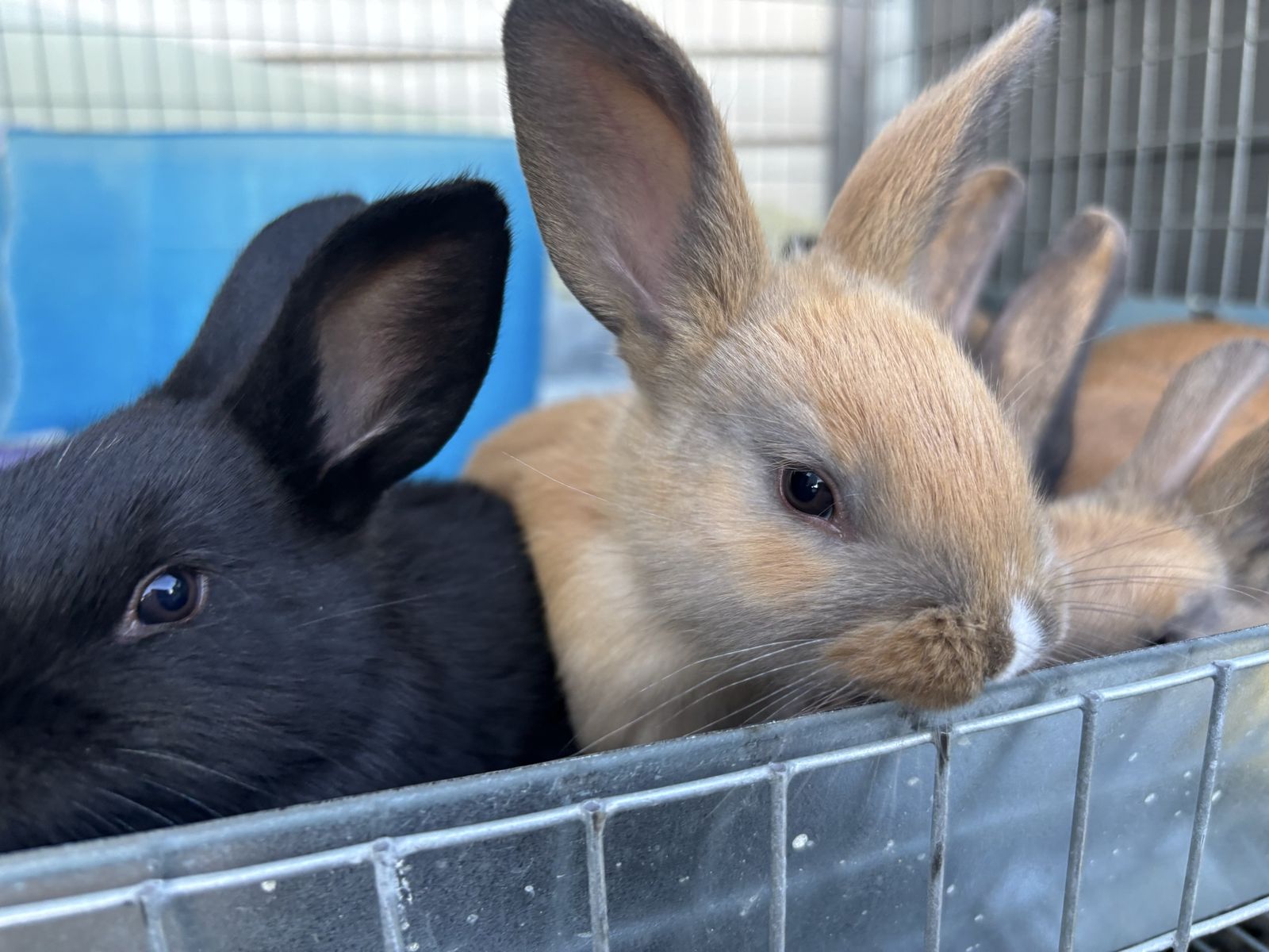 New Zealand Meat Rabbit Kits ready 8/2