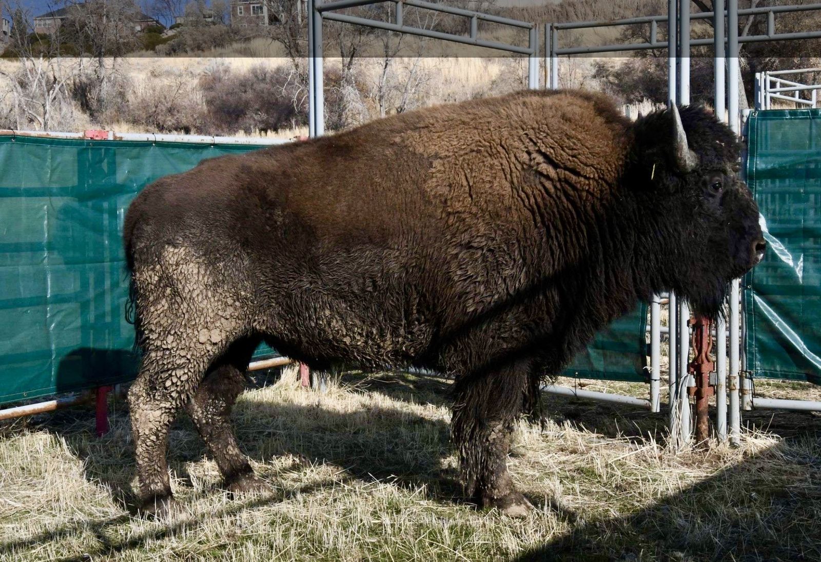 Bison Whole, Quarters, Halves - Limited Quantities Available