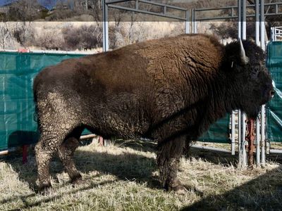 Bison Whole, Quarters, Halves - Limited Quantities Available