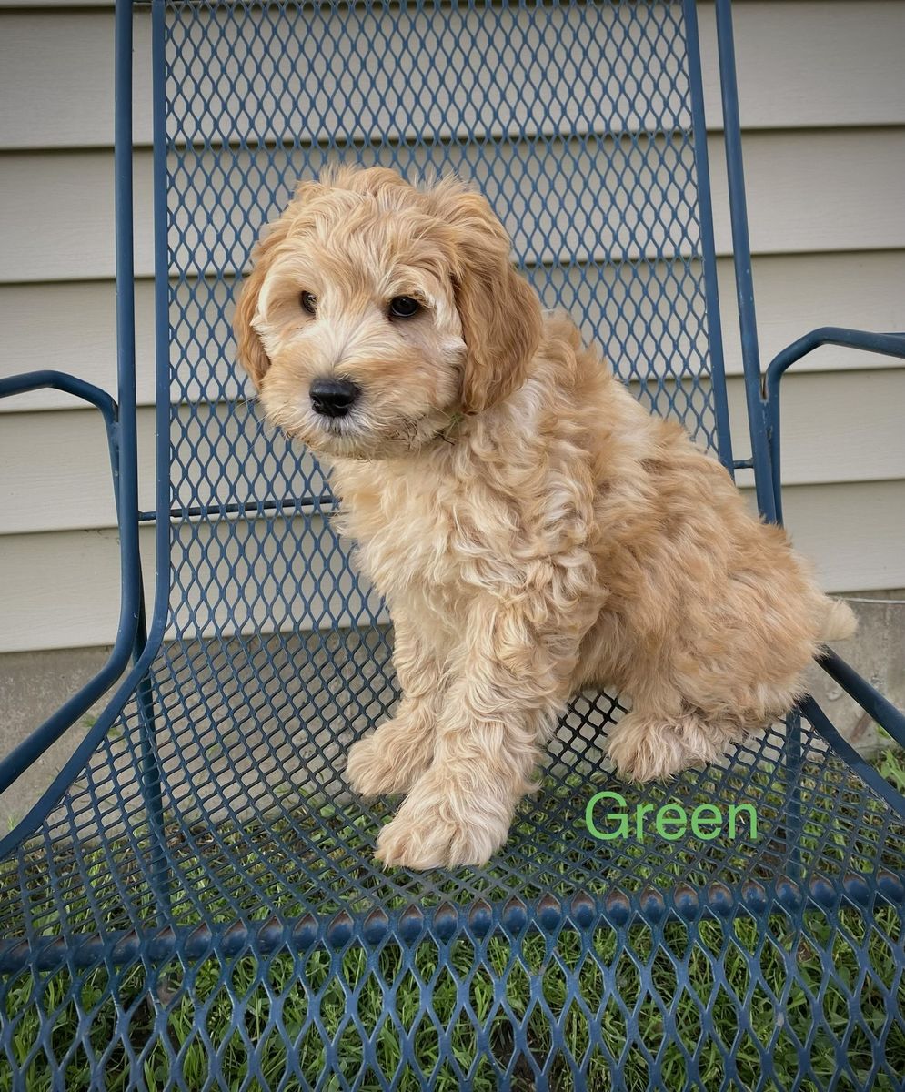 Mini Goldendoodle puppies