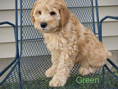 Mini Goldendoodle puppies