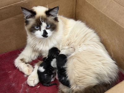 Adorable baby kittens (taking reservations)