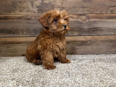 schnoodles mini Schauzer/poodle Mix