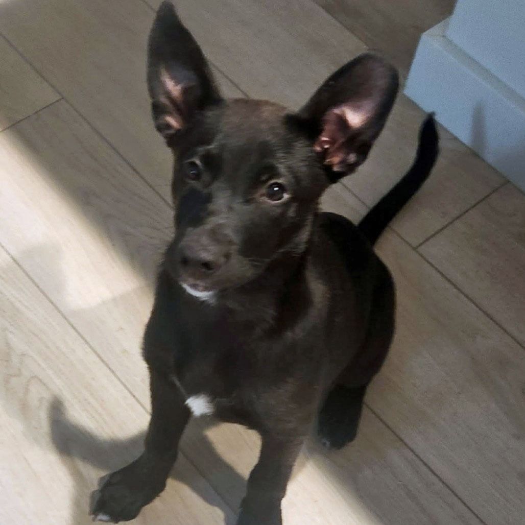 German Shepherd Mix
