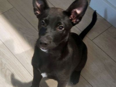 German Shepherd Mix