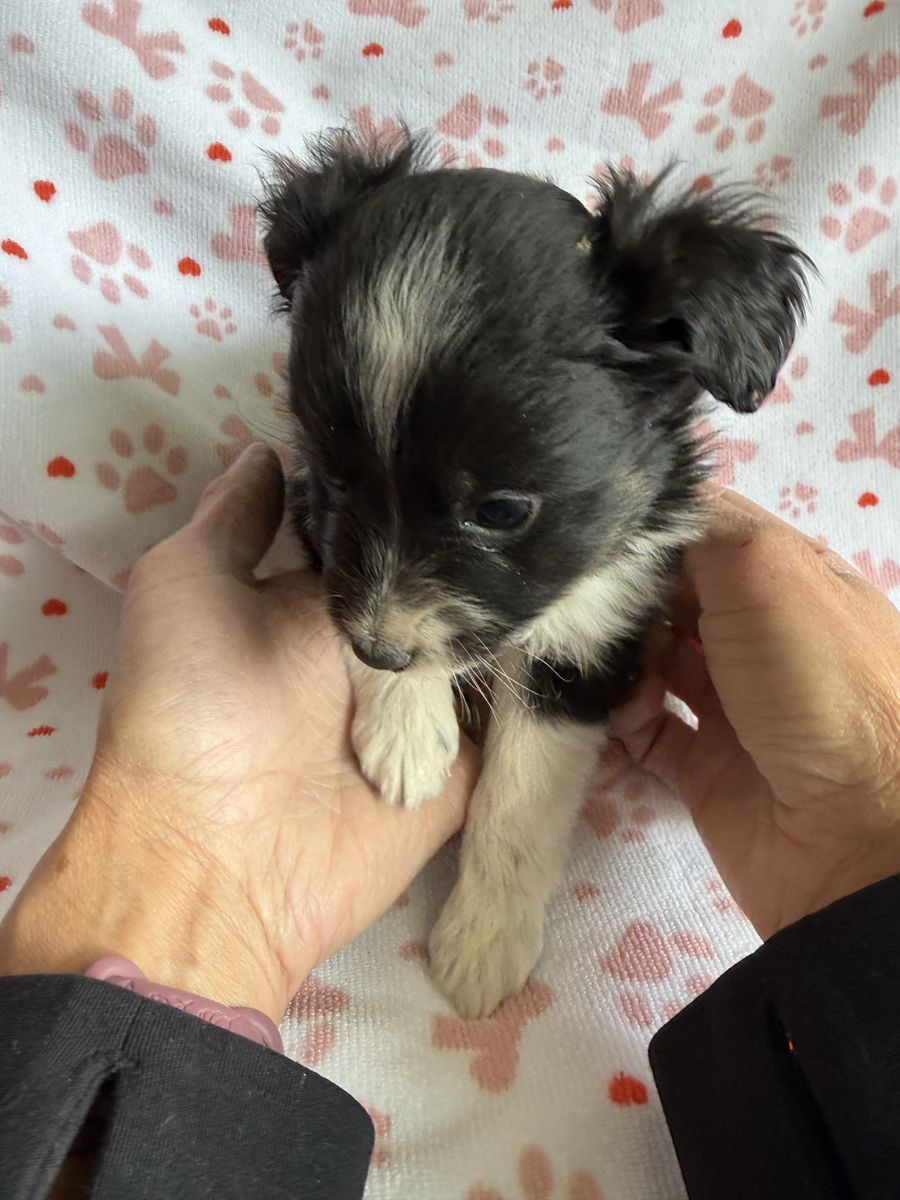 Toy/Miniature Australian Shepherd, Puppies