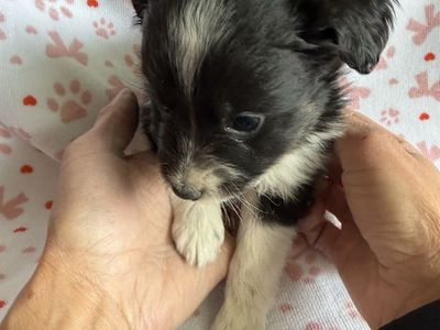 Toy/Miniature Australian Shepherd, Puppies