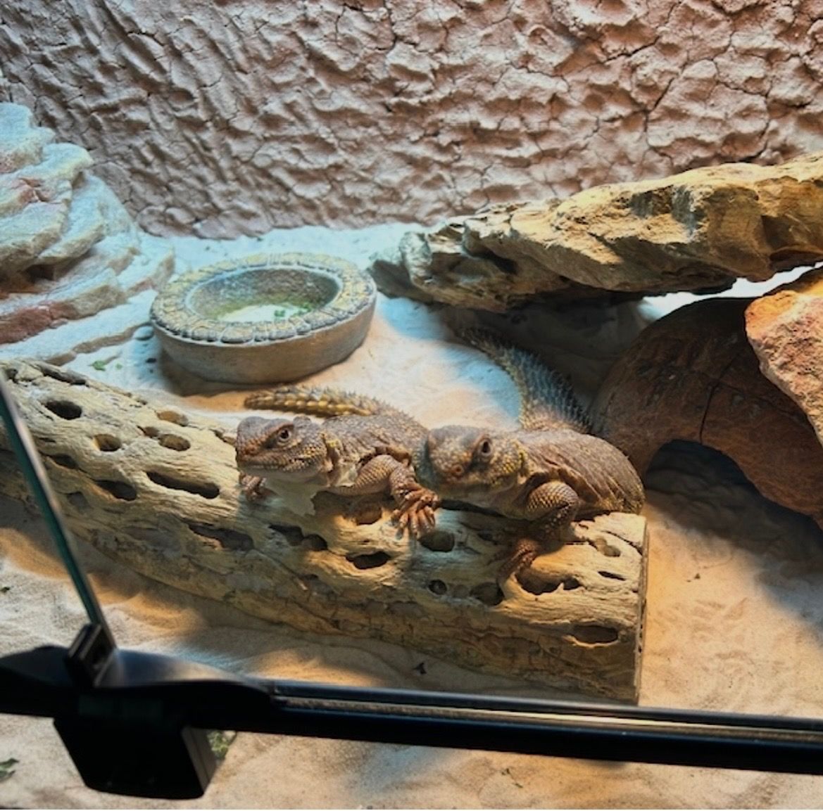 2 Uromastyx Lizards (Female)