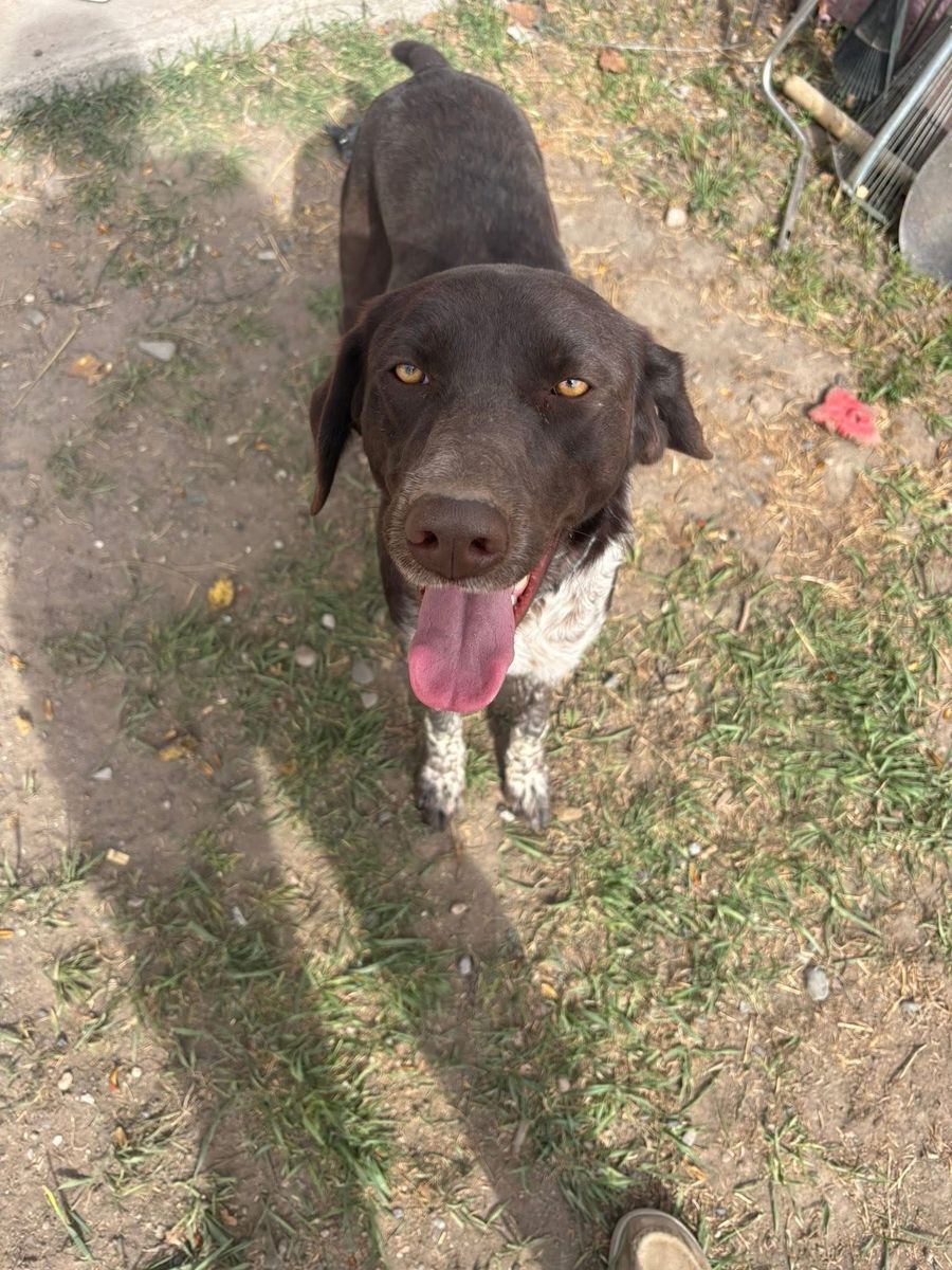 Germain Shorthair/ Lab