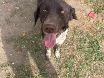 Germain Shorthair/ Lab