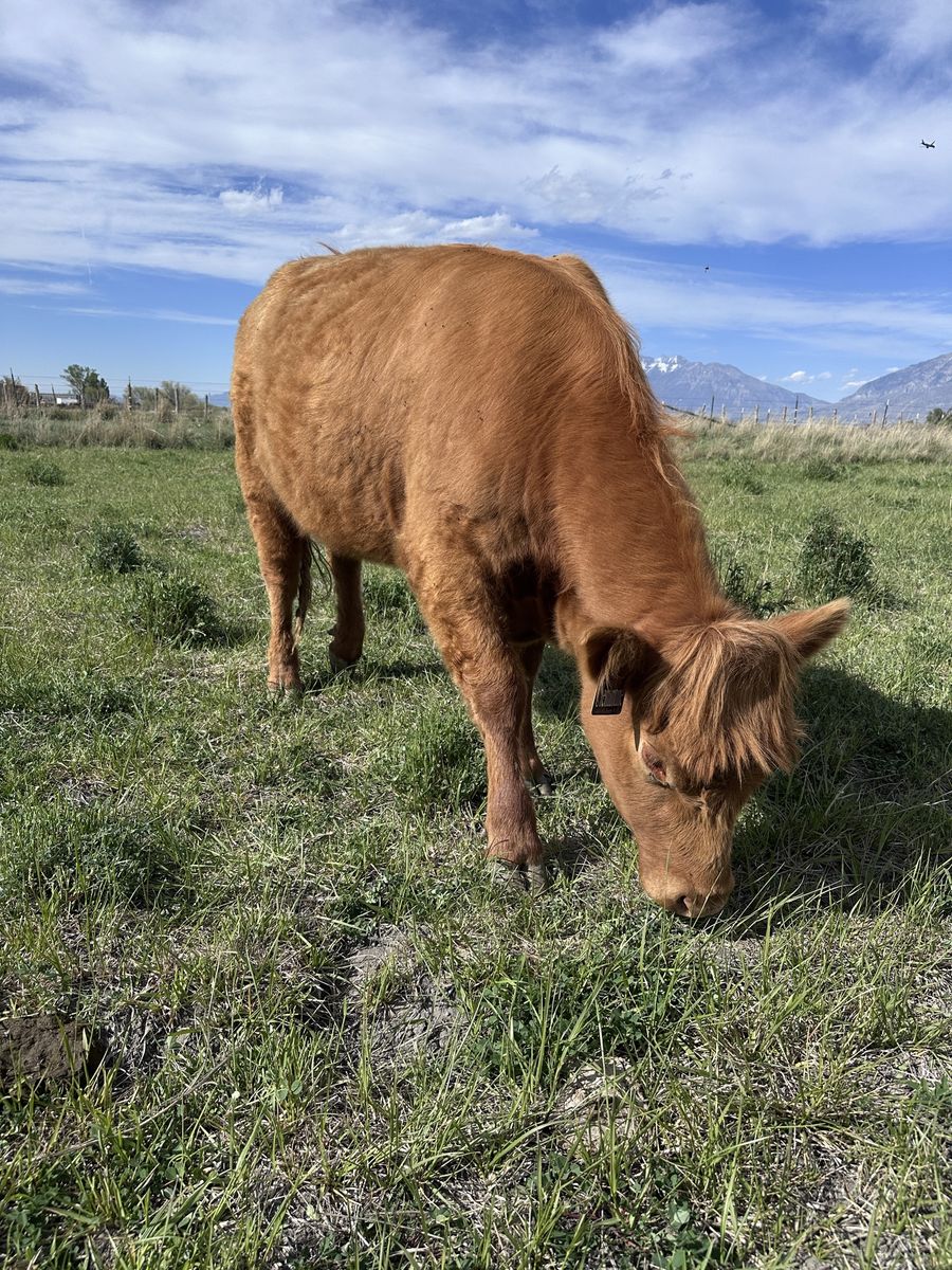 Highland Angus Heifer