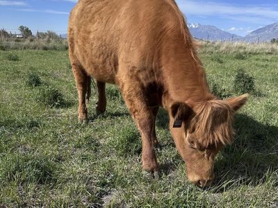 Highland Angus Heifer