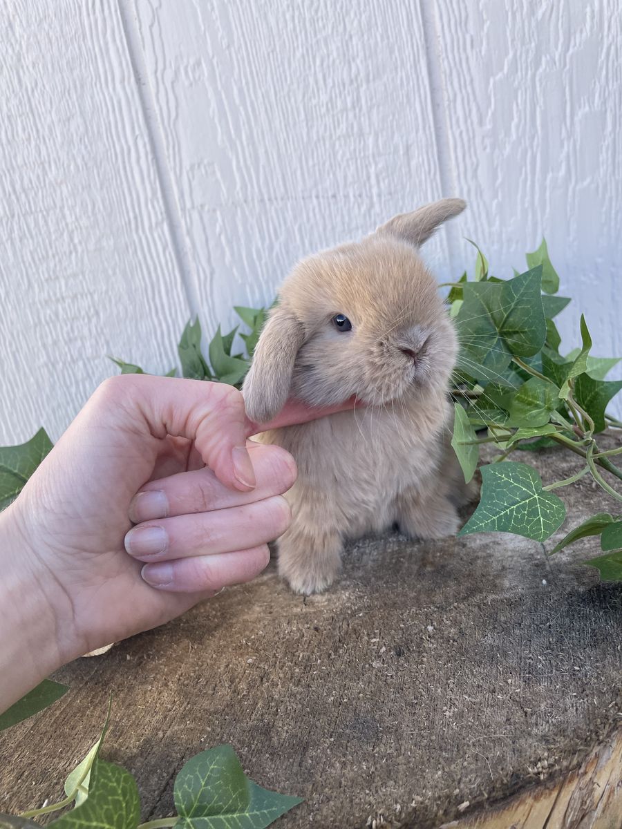 Purebred Holland Lop Doe