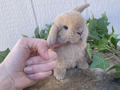 Purebred Holland Lop Doe
