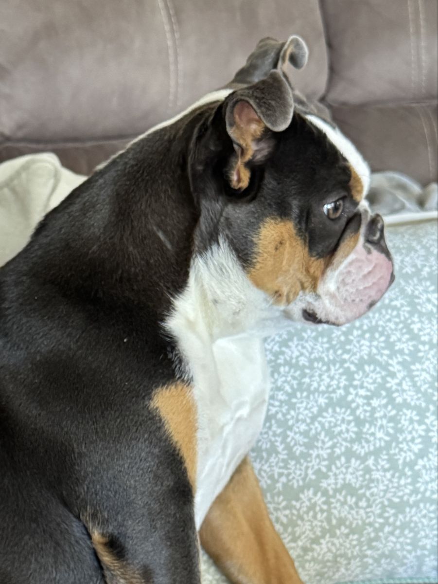 English Bulldog, female with papers