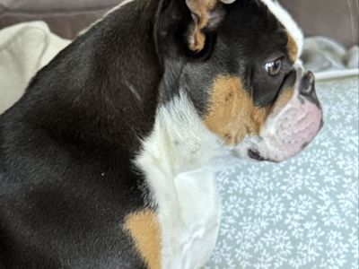 English Bulldog, female with papers