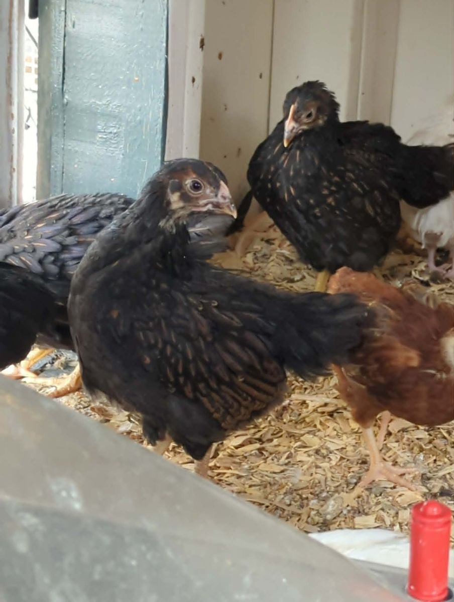 7 Week Old Barnevelder Pullets