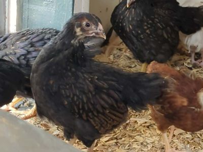 7 Week Old Barnevelder Pullets