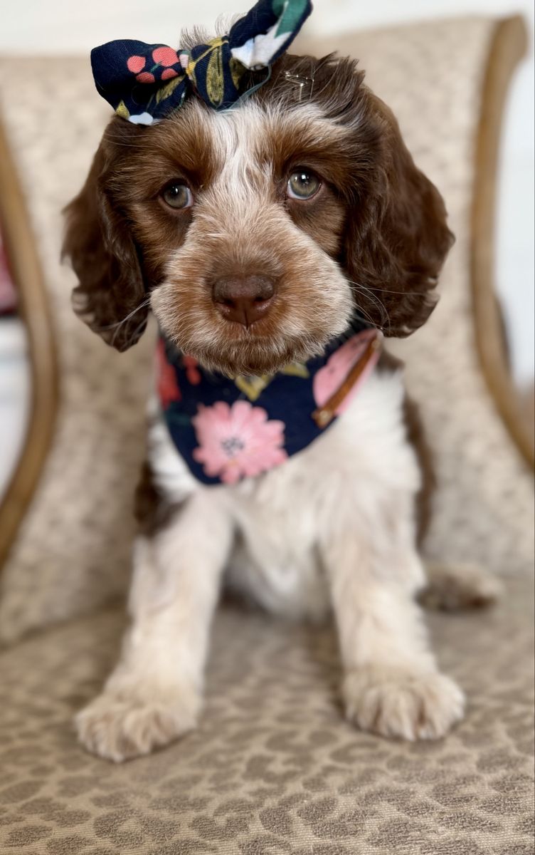 Teddy bear Roan Bernedoodle