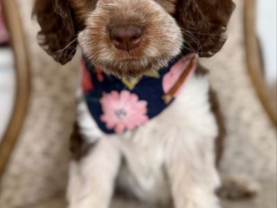 Teddy bear Roan Bernedoodle