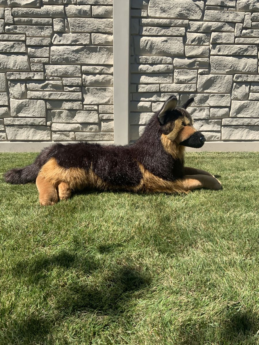 Douglas Major German Shepherd 