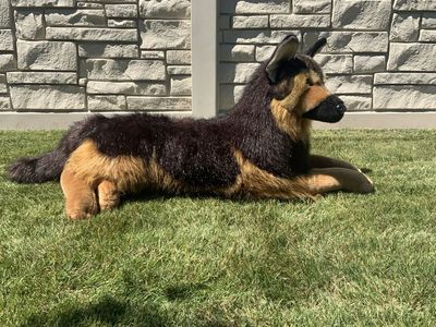 Douglas Major German Shepherd
