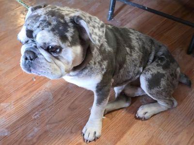 Frankie the Frenchie