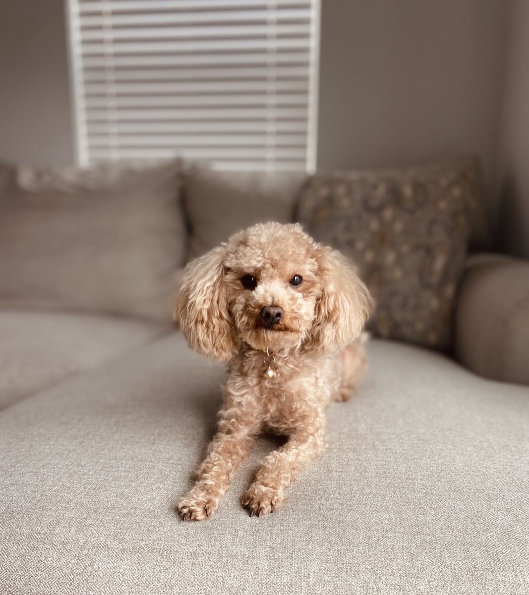 Stud Toy poodle 6lbs
