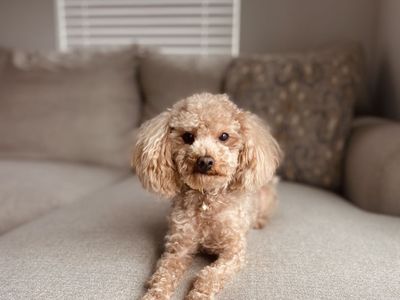 Stud Toy poodle 6lbs
