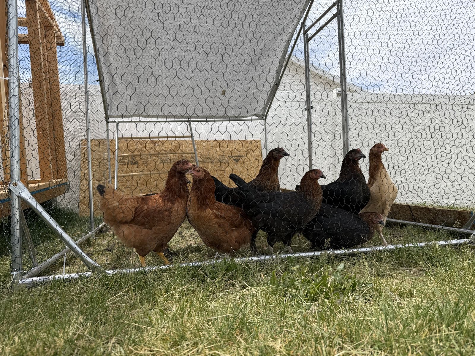 8 Chickens