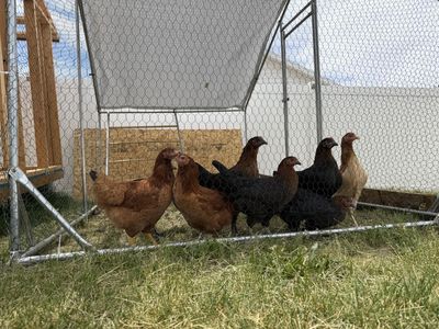 8 Chickens