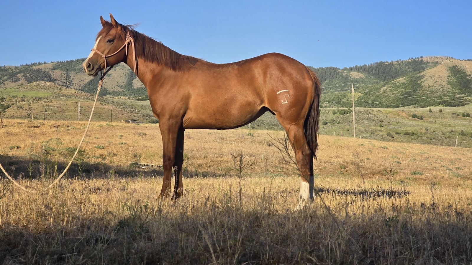 Yearling Filly; Playgun on her papers