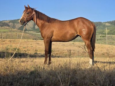Yearling Filly; Playgun on her papers